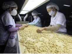 Vietnam’s cashew export to China strongly rises