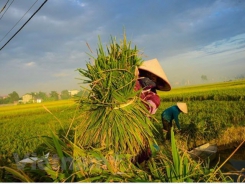 RoK helps Vietnam improve rice value chain