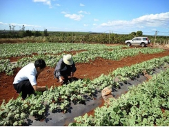 8 kilograms of watermelon seeds exported to Japan