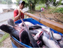 Pangasius price slumps, farmers suffer serious loss