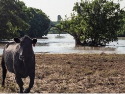 Examine cattle for signs of foot rot