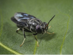 Netherlands moves forward on 'insects as feed' research