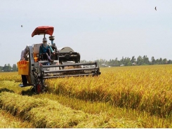 Rice exports drop in first months of this year