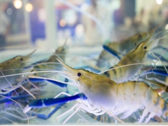 Investment in feed, genetics research has role in advancing shrimp production