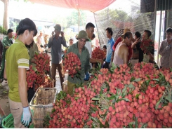 Lychee prices in Luc Ngan hit record high