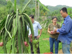 Làm giàu từ trồng thanh long ruột đỏ