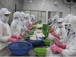 Enterprises take advantage of opportunities to export shrimp