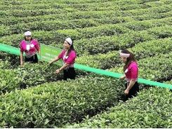 Rare supply - demand imbalance of tea market