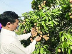 Vietnamese lychee ready for export