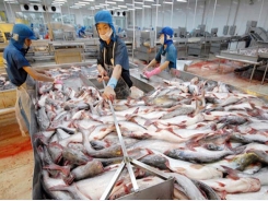 Tra fish exports to EU see a sharp fall due to COVID-19