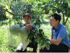 Farmers earn high income from VietGAP-quality grapefruit