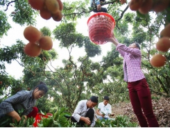 Lychee, longan and other farm produce going strong on digital platforms