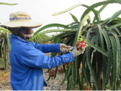 Long An Dragon Fruit Association signs contract to consume dragon fruits in Bach Hoa Xanh