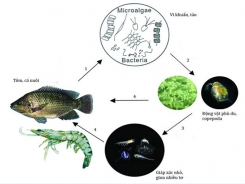 Copefloc - nuôi tôm bằng thức ăn tự nhiên.