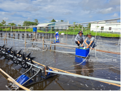 Nuôi tôm sinh học thích ứng với biến đổi khí hậu