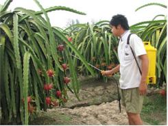 Thanh Long “Ép” Lúa, Thiệt Hại Khó Lường