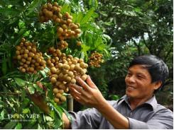 Trồng nhãn VietGap, nông dân Hưng Yên hết lo đầu ra