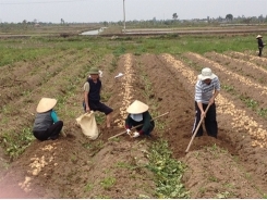 Công thức luân canh hiệu quả