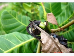 Pests hit thousands of cashew trees in Bình Phước