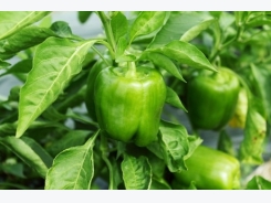 Bumper crop floods bell pepper market in northern US