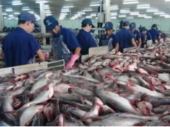 VN firms seek market for tra fish