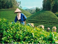 Vietnamese tea finds flavour of growth in new world tastes