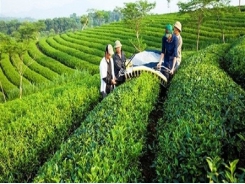 Chinese scramble to collect tea leaves, competing with local producers
