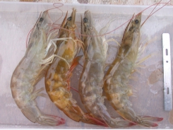 Shrimp necrosis has infectious etiology