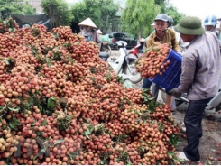 China imports nearly 91% of Vietnam’s lychees