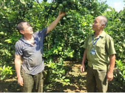 Veterans of An Nghia Commune develop citrus plantation