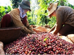 Vietnam tightens grip on world’s coffee market