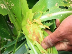 Fall armyworm attacks Vietnam’s agriculture