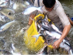 Tra fish exports see downward trajectory