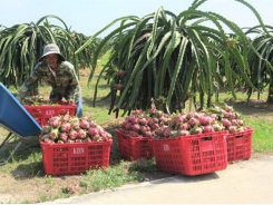 Binh Thuan’s dragon fruit receives price boost following customs clearance