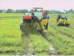 Bạc Liêu seeks to increase guaranteed outlets for farm produce