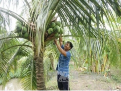 Ben Tre festival promotes coconut industry