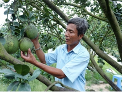 To gain billions of profit from green skin pomelo