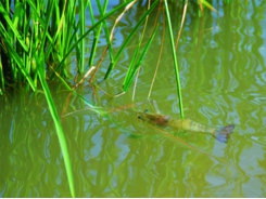 Bạc Liêu to build three organic rice-shrimp farms following global standards