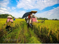 Ca Mau adjust list of key local agricultural products