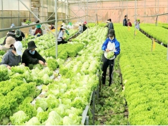 Purchasing power of Da Lat fruits and vegetables shows good signs after setback