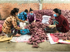 Building 10 sweet potato specialized growing areas for exportation