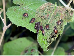 The Japanese Beetles Are Back