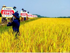 Hybrid rice variety 27P53 makes a breakthrough in quality and yield