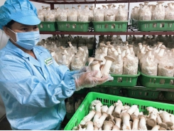 Phu Gia mushrooms reach out to the world