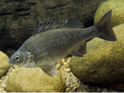 Diseases of the Australian Freshwater Fish Silver Perch (Bidyanus bidyanus) - Part 8