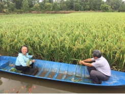 Lai Thom 6 - Vietnam’s high quality hybrid rice