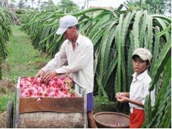 Triển Khai Chương Trình Bao Tiêu Thanh Long Ở Tiền Giang