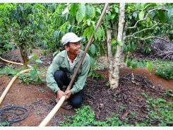 Tien Giang shifts to growing fruit trees with high value