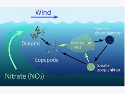 New model predicts precise locations of ocean hotspots