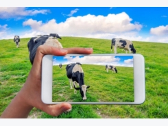 Connecting cows to the internet